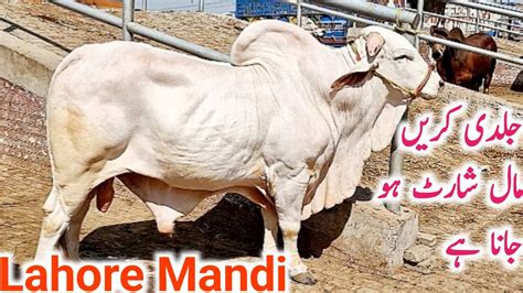 Qurbani Sahiwal Cholistani Bachre Fresh Video Lahore Mandi