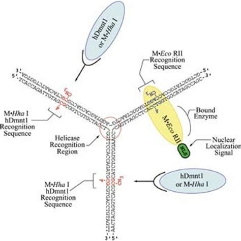 Schematic Of Effect Of Nls In Directing Protein Transport To The Nucleus Download Scientific