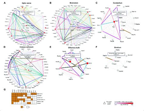 | Network analysis of brain region-and ENS-specific proteins. (A-F ...