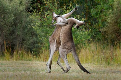 Seven-Foot Kangaroo Puts Farmer in Headlock, Beats Him Up - Newsweek