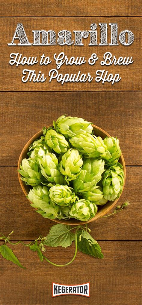 Amarillo Hops :: History, Plant Information & Brewing Tips