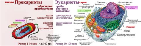 Рисунки клеток егэ биология