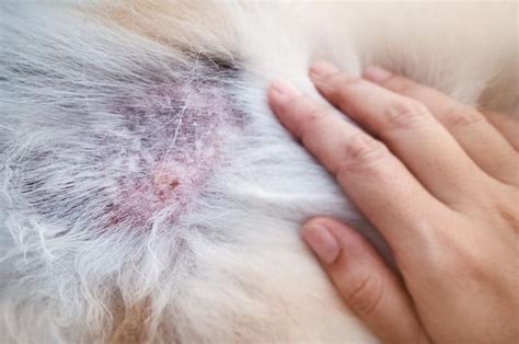 Guía Completa Sobre Dermatitis En Perros Causas Tratamientos Y