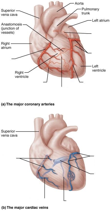 heart circulation Diagram | Quizlet