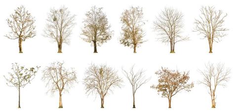 Tree Collage Stock Photos, Images and Backgrounds for Free Download