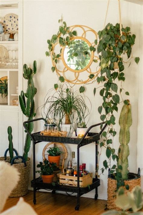 21 Best Indoor Vines for Room Decor from Instagram | Balcony Garden Web