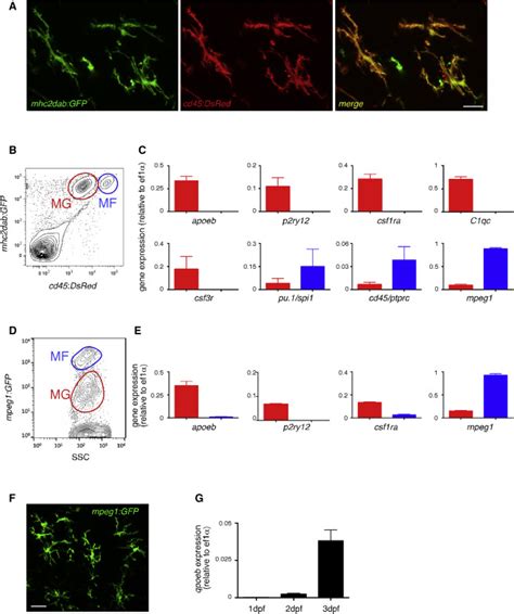 Embryonic Microglia Derive From Primitive Macrophages And Are Replaced By Cmyb Dependent