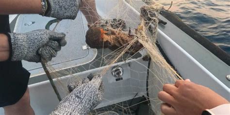 Area Marina Protetta Nel Crotonese Sequestri E Sanzioni Della Guardia