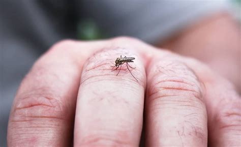 Por Qu Algunas Personas Atraen M S A Los Mosquitos Saltavive