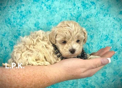 Beautiful Maltipoo Puppies