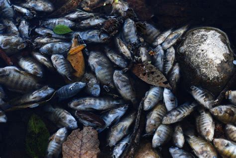 La Mortandad De Peces En El R O Lempa Enciende Alarmas En Centroam Rica