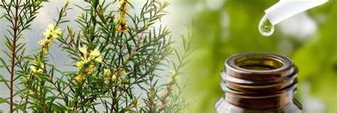 Essential Oils To Keep At Hand Huiles Essentielles Huile