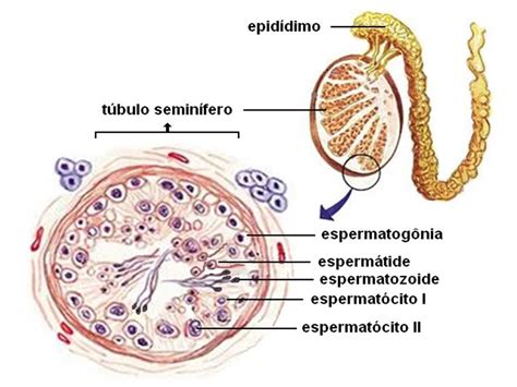 Biología Didáctica Ingeniería Ana Sistema Reproductor Masculino