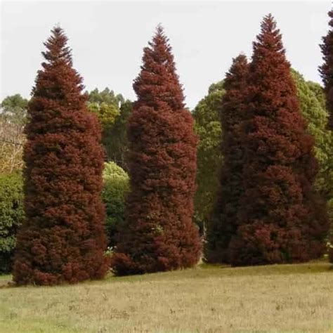 Cryptomeria Japonica Elegans Japanese Cedar Conifer Small Trees