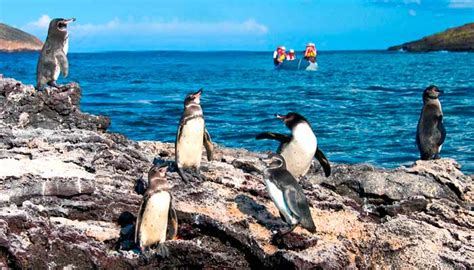 The Best Time to Visit the Galapagos! ⋆ Galapagos Islands - Travel Guide