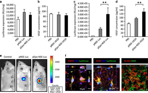 Hypoxia Neuron Specific Gene Expression Mediated Nscs In Vivo Bar