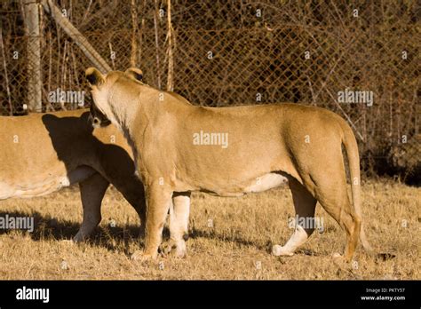 lion park in johannesburg in south africa Stock Photo - Alamy