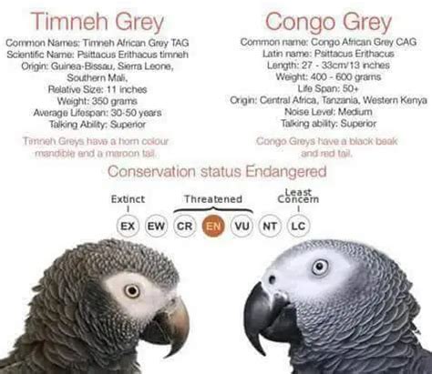 Congo and Timneh Parrot