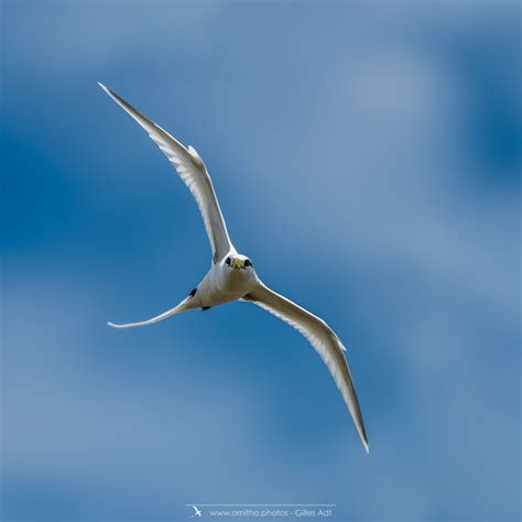 le PAILLE EN QUEUE à brins blancs ornitho photos Gilles Adtornitho