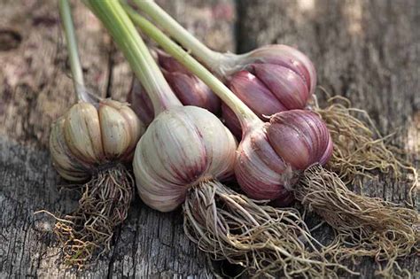 How To Plant And Grow Garlic Gardeners Path