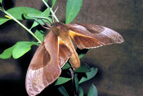 Coequosa Triangularis Pfitzner Double Headed Hawk Moth