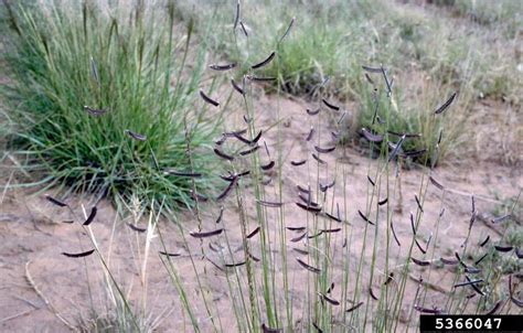 Blue Grama Bouteloua Gracilis Cyperales Poaceae 5366047