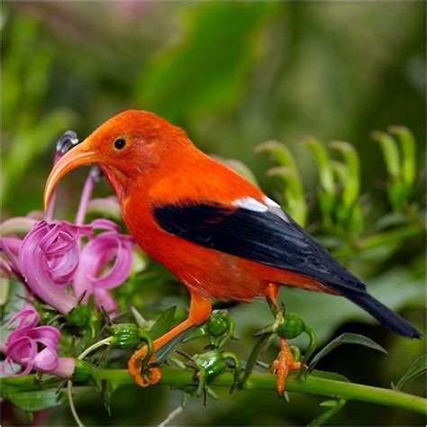 26 Best images about Hawaii bird on Pinterest | Extinct, Birds and Cattle