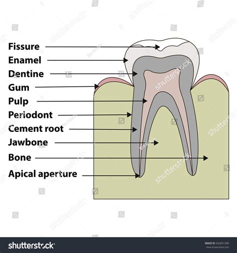 Vektor Stok Anatomical Structure Tooth Fissures Enamel Dentin Tanpa