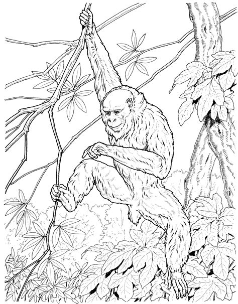 Realistic Monkey Coloring Pages - Coloring Home