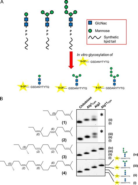 Figure 1 From Chemo Enzymatic Synthesis Of Lipid Linked Glcnac 2 Man 5 Oligosaccharides Using