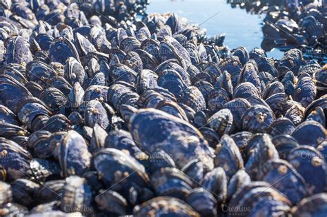 Blue Mussels | High-Quality Stock Photos ~ Creative Market