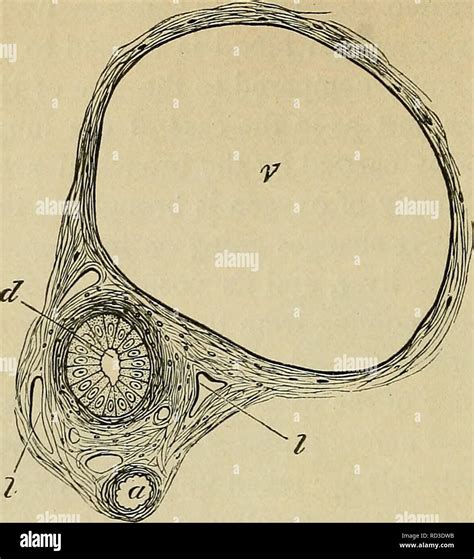 Glisson Capsule Hi Res Stock Photography And Images Alamy