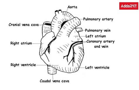 Human Heart Diagram, with labelling and Functions