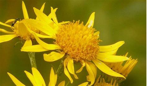 Arnica Montana - Uses, Side Effects and Health Benefits | Arnica ...