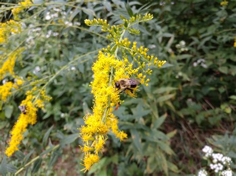 Planting the Future: North Central Ohio Pollinator Pathway Second
