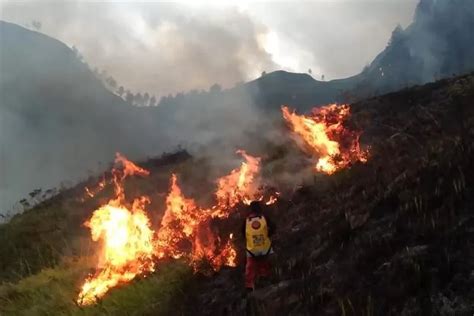 Hektare Hutan Di Perbukitan Danau Toba Terbakar Warga Dilarang Buka