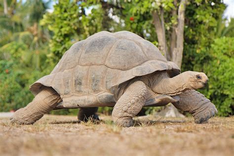 12 Fascinating Things To Know About Seychelles