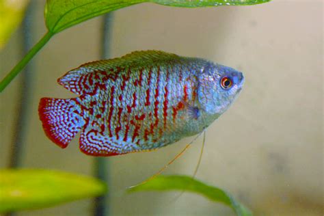 Bluefin Notho Killifish Ideal Tank Mates Care Guide Faqs Fishiology