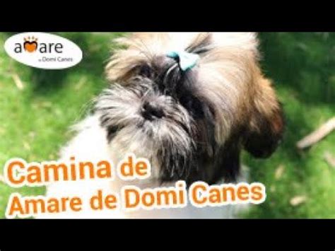 Camina De Amare De Domi Canes Shih Tzu Hembra Tricolor Amare De Domi