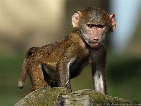 Funny baboon pictures for desktop |Funny Animal