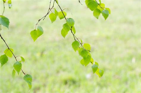 Spring Birch Leaves Stock Photo Image Of Seasonal Twig 53775810