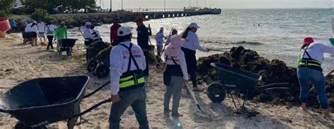 Recalan Cerca De Toneladas De Sargazo En La Costa De Isla Mujeres