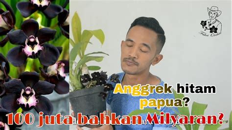 Anggrek Hitam Papua Juta Mending Fdk After Dark Yang Beneran Ada