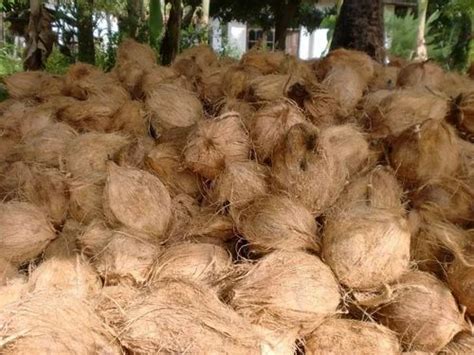 Solid A Grade Semi Husked Coconut Coconut Size Large At Rs Ton