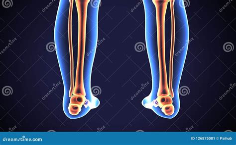 D Illustration Of Human Skeleton Tibia And Fibula Bones Royalty Free