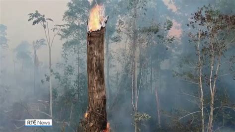 Deforestation In Brazilian Amazon Surges To 12 Year High Youtube