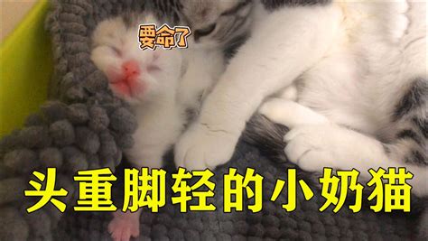 小奶猫“头重身子轻”，走两步就要磕下头，咣咣的声音看着都疼！ 腾讯视频