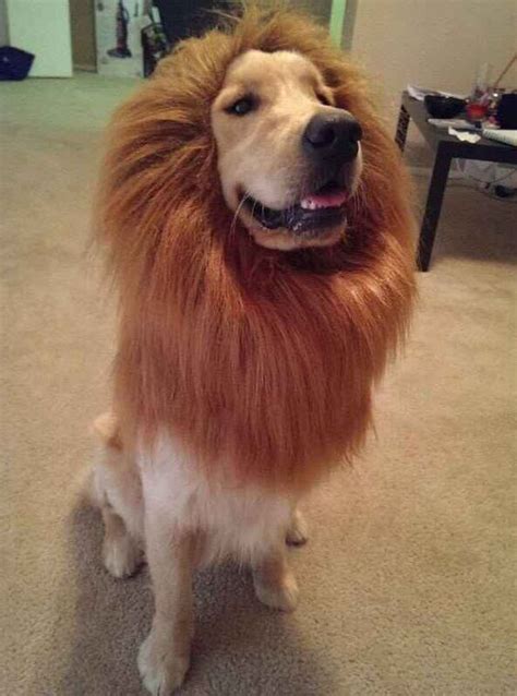 12 Costumes That Prove Golden Retrievers Always Win At Halloween