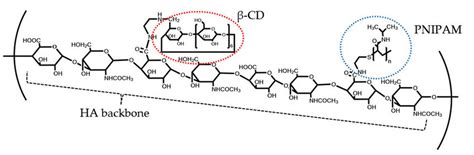 Chemical Structure Of Pnipam And Cd Grafted Onto Ha Backbone Pncdha