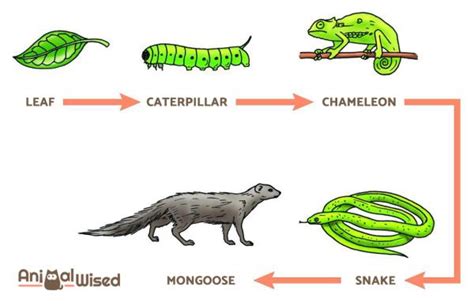 What are Trophic Levels? - Definition and Examples